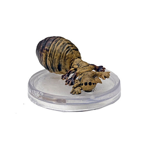 Chasseur d'Oeufs Adulte